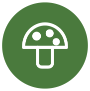 Champignons